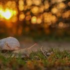 Die Schnecke im Sonnenuntergang