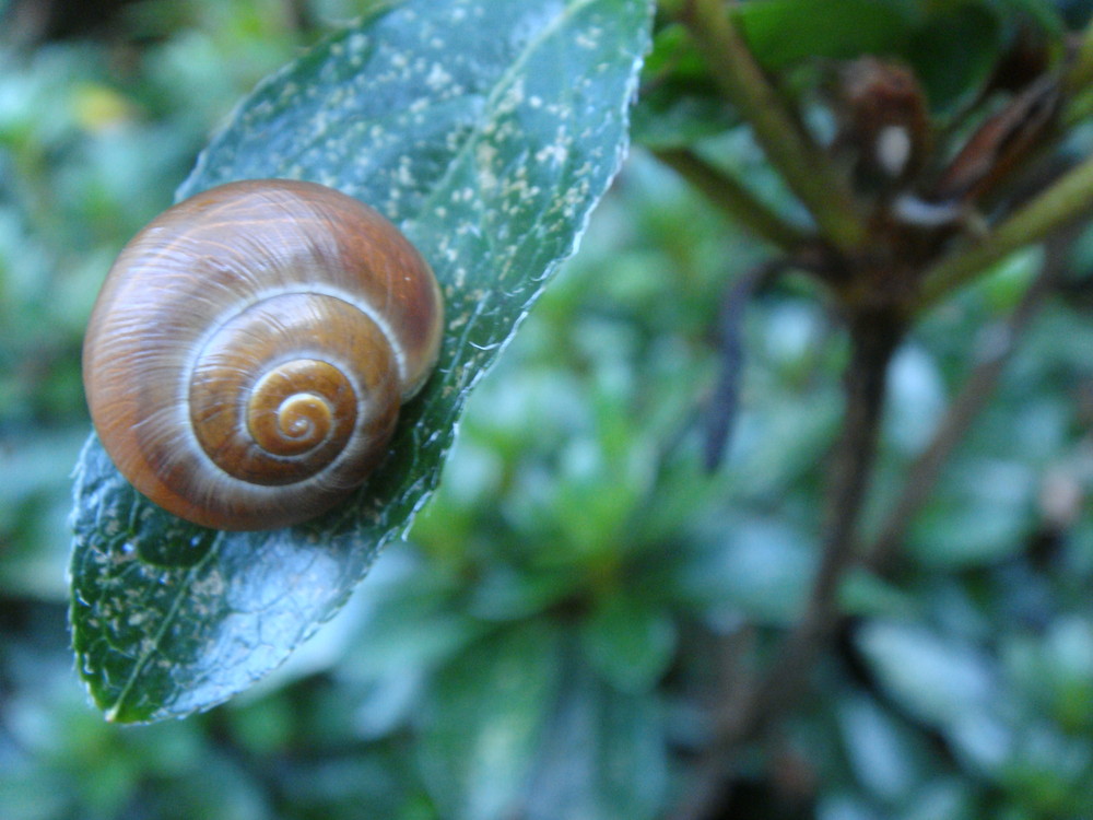 die Schnecke in ihrem wunderschönen Schneckenhaus.