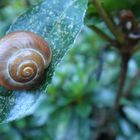 die Schnecke in ihrem wunderschönen Schneckenhaus.