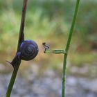 Die Schnecke lief mir davon