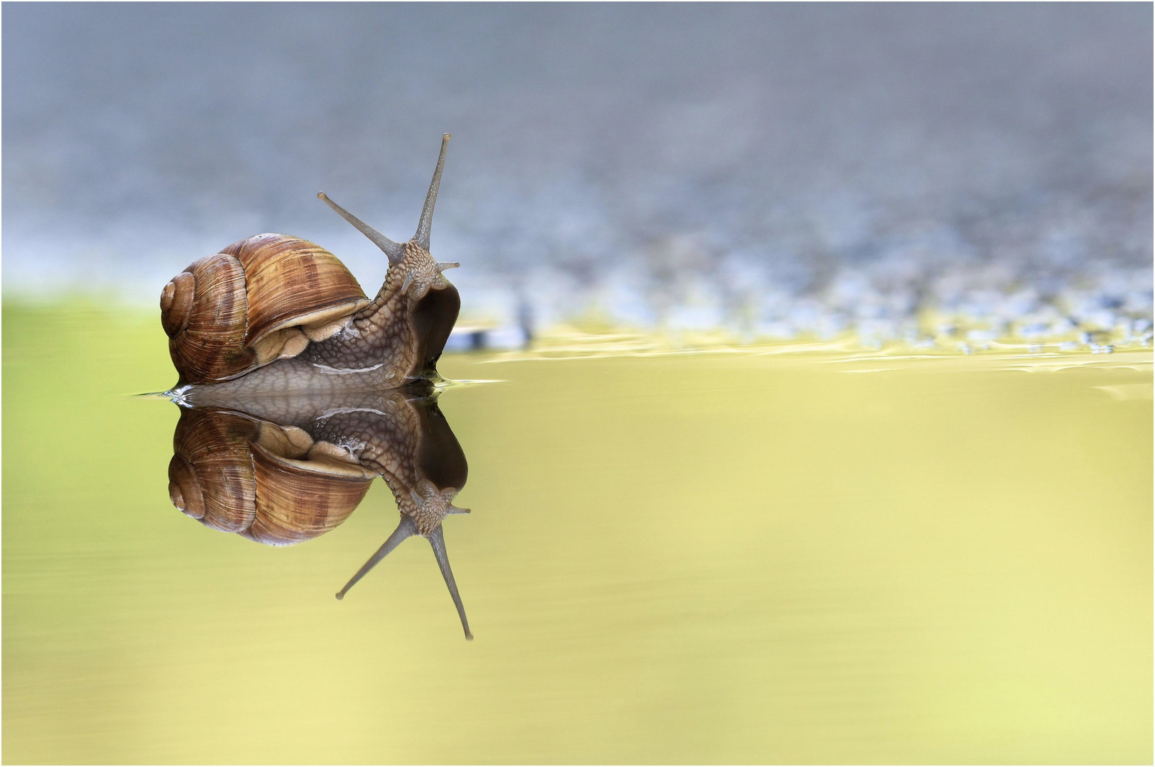 Die Schnecke mit der großen Klappe