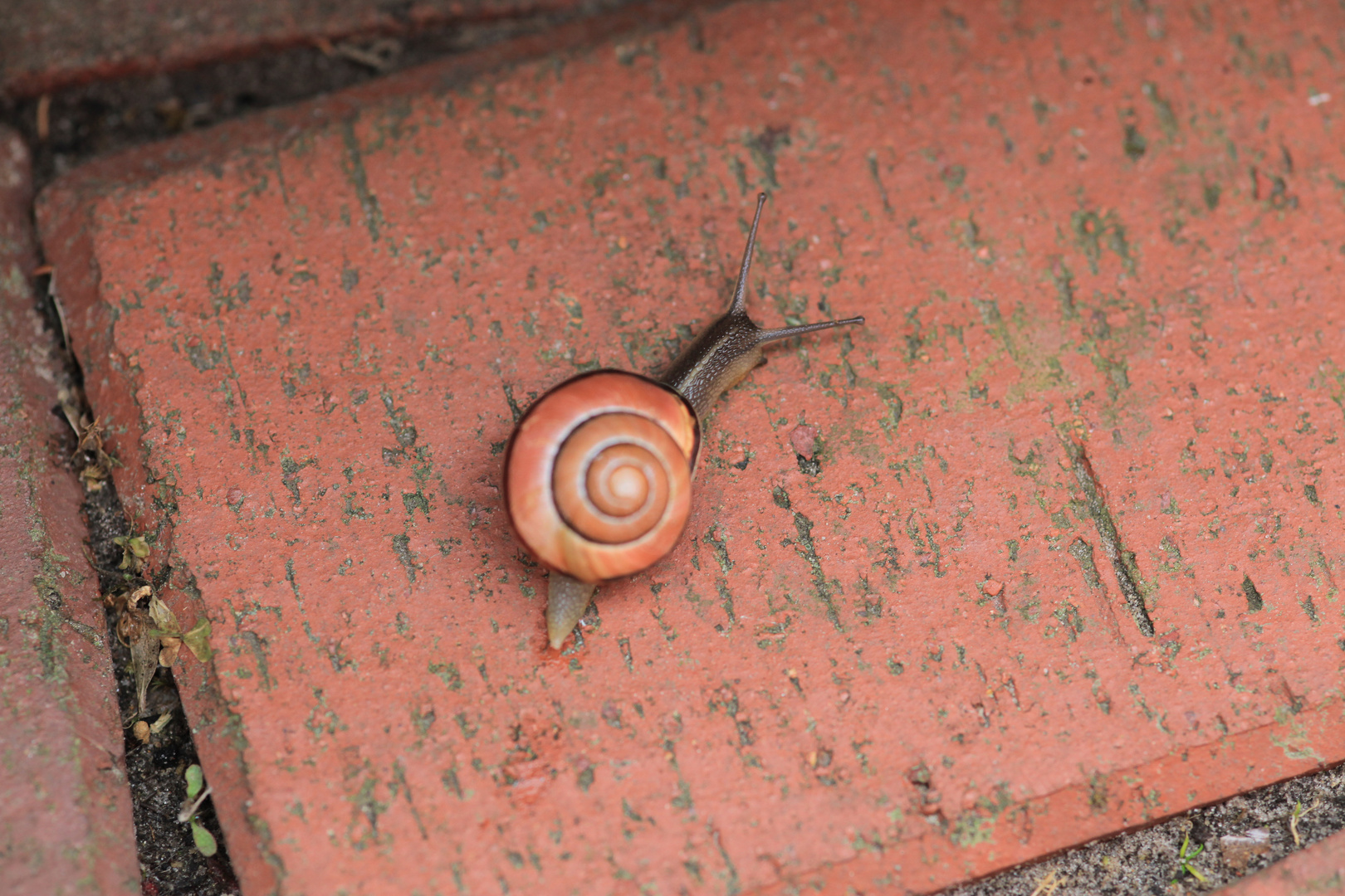 Die Schnecke mit ihr Schnecken Haus So Schnell wie sie Kann ist sie Weg 