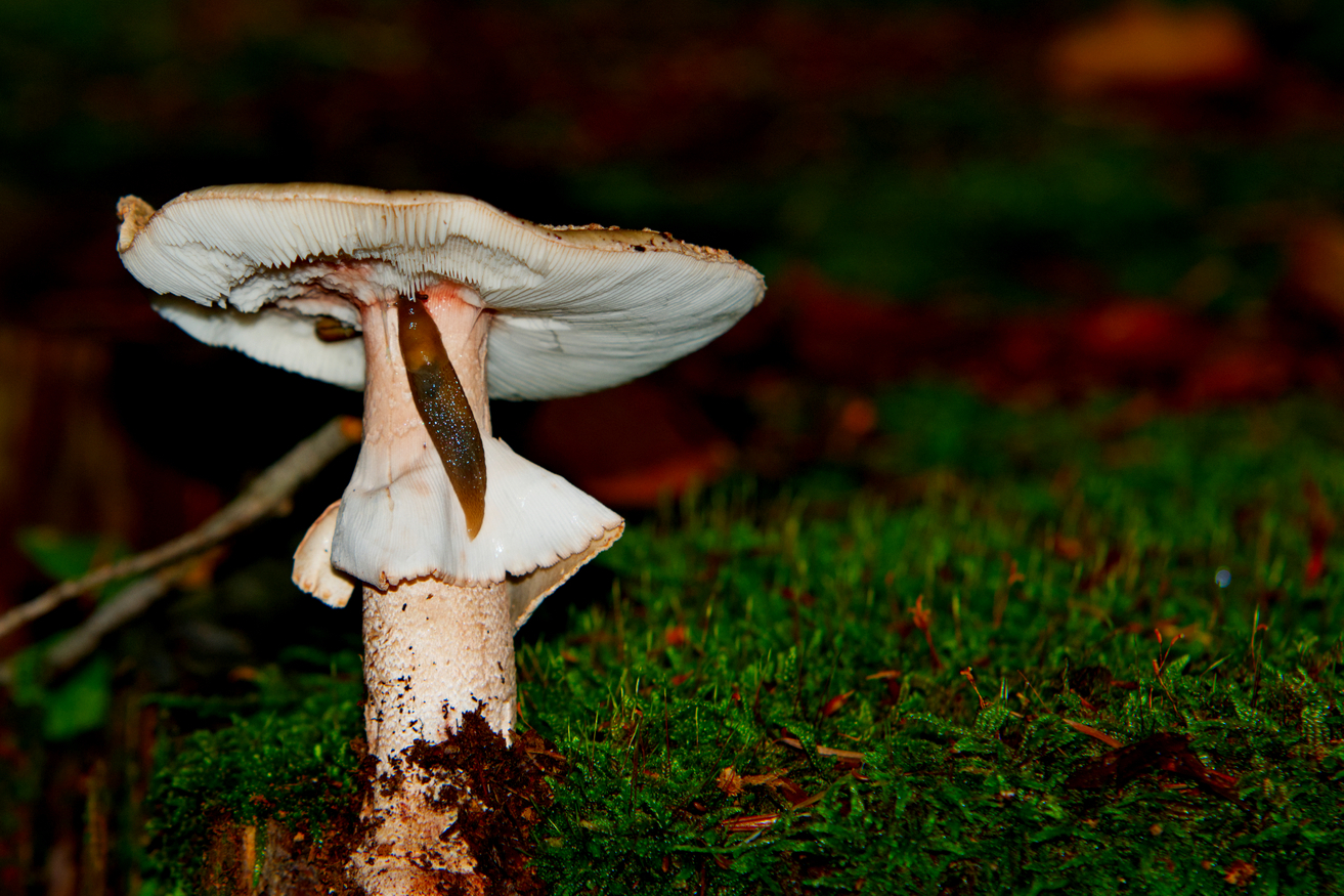 Die Schnecke und der Perlpilz