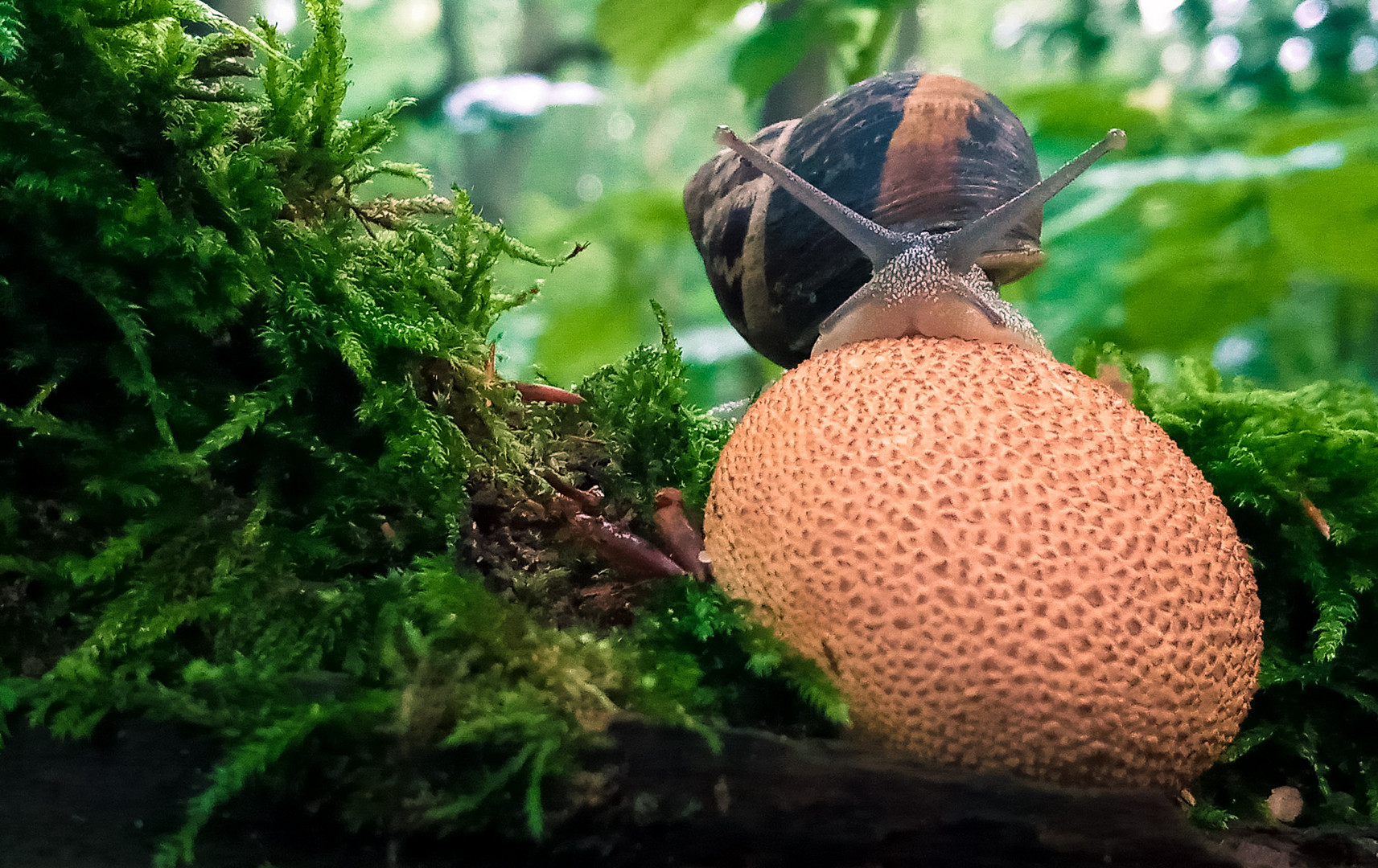 die Schnecke und der Pilz