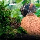 die Schnecke und der Pilz