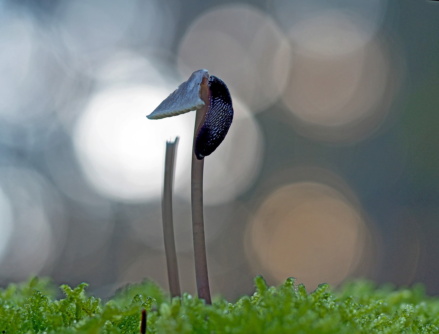 Die Schnecke und der Pilz… - La limace et le champignon… 