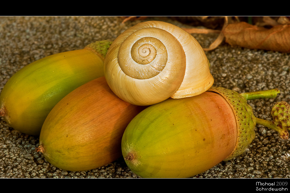 Die Schnecke und die Eicheln