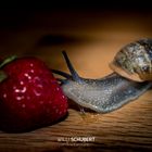 Die Schnecke und die Erdbeere