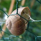 Die Schnecke war in großer Not, es drohte ihr der sichre Tod.