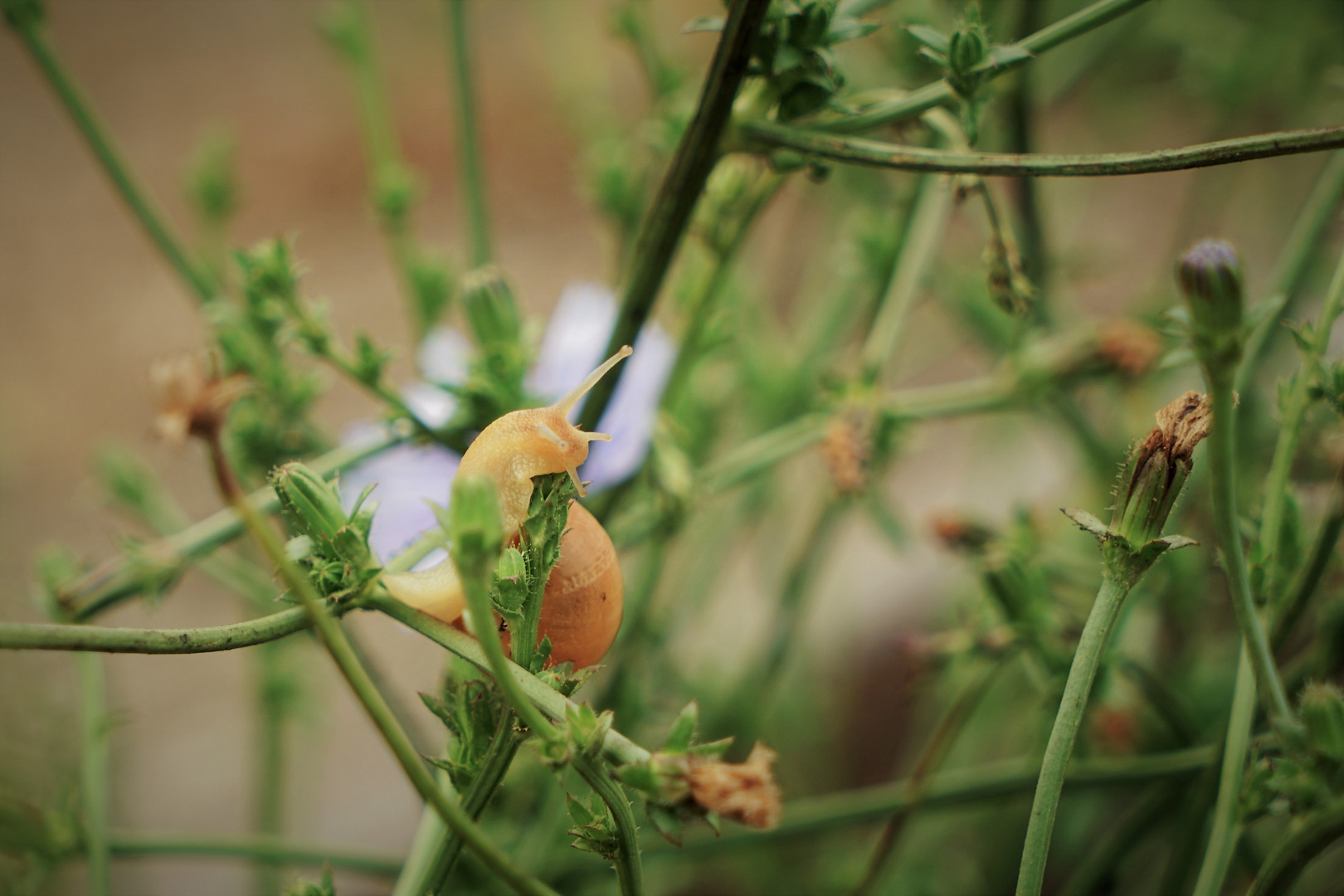 ....die Schnecke war`s......