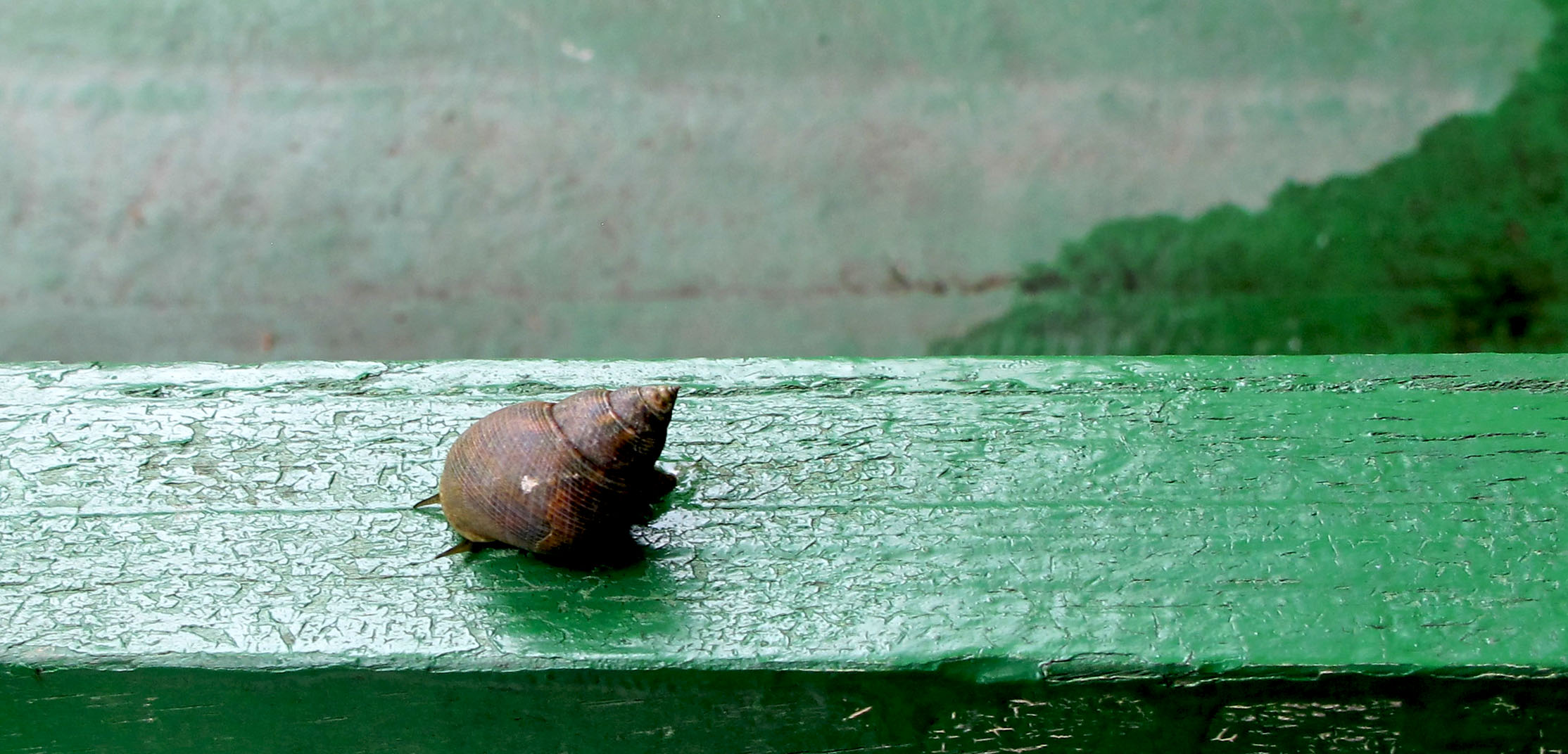 Die Schnecke wollte auch mal Boot fahren.