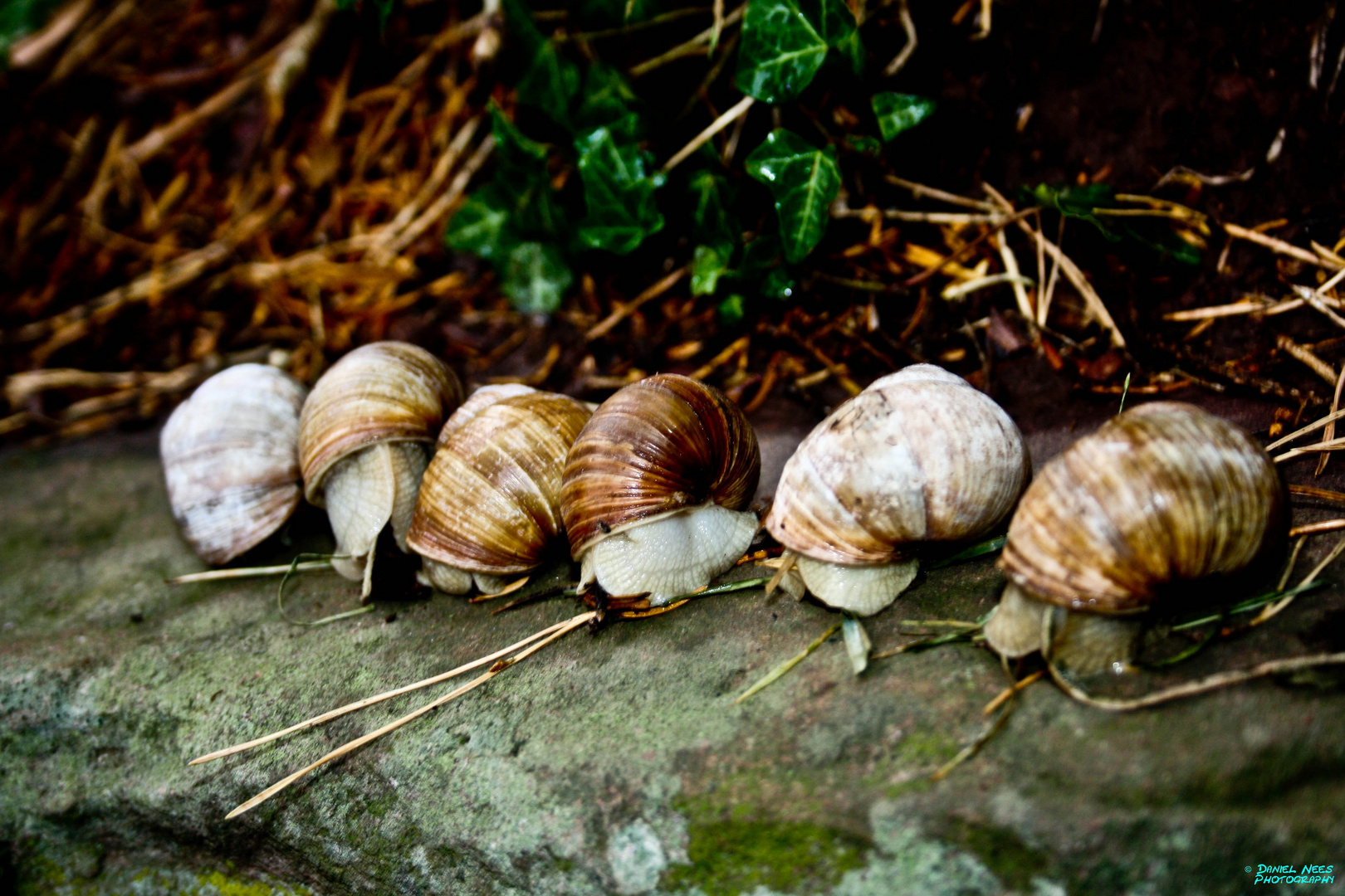 Die Schnecken...