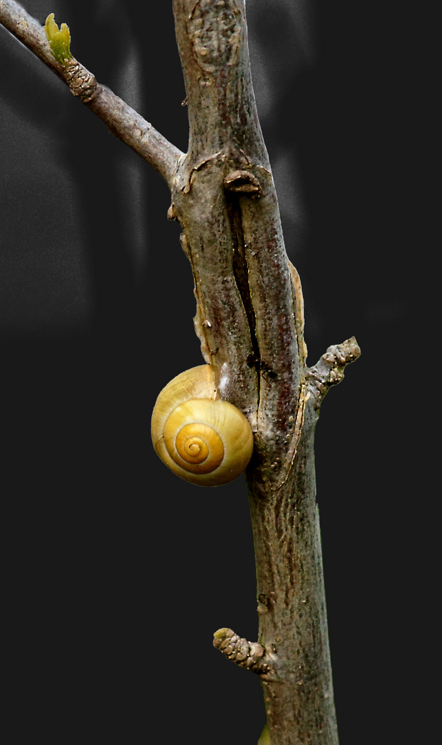 Die Schnecken in Nachbars Garten...