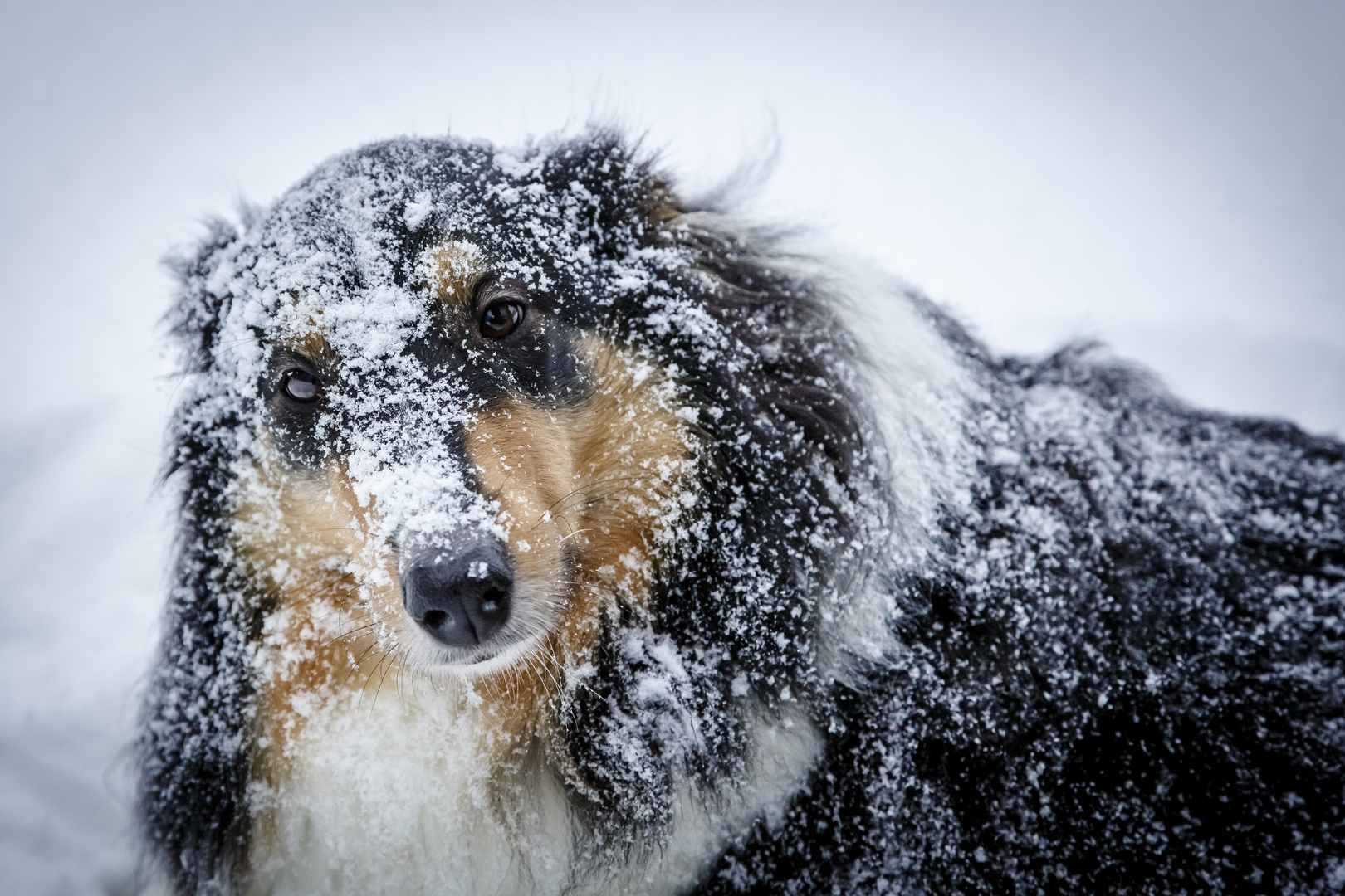 Die Schnee Roxy