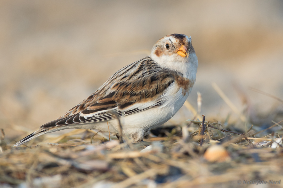 Die Schneeammer (Plectrophenax nivalis)