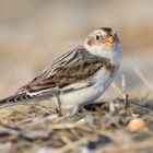 Die Schneeammer (Plectrophenax nivalis)