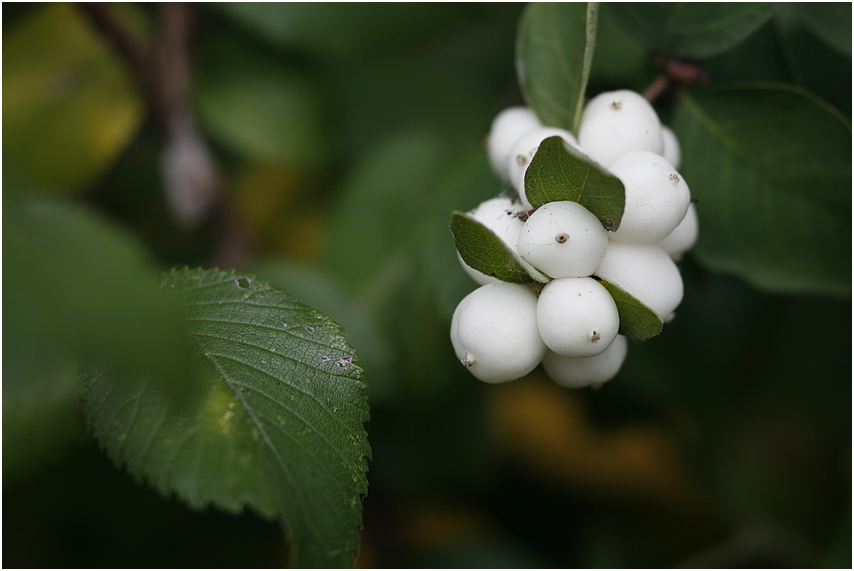 Die Schneebeere