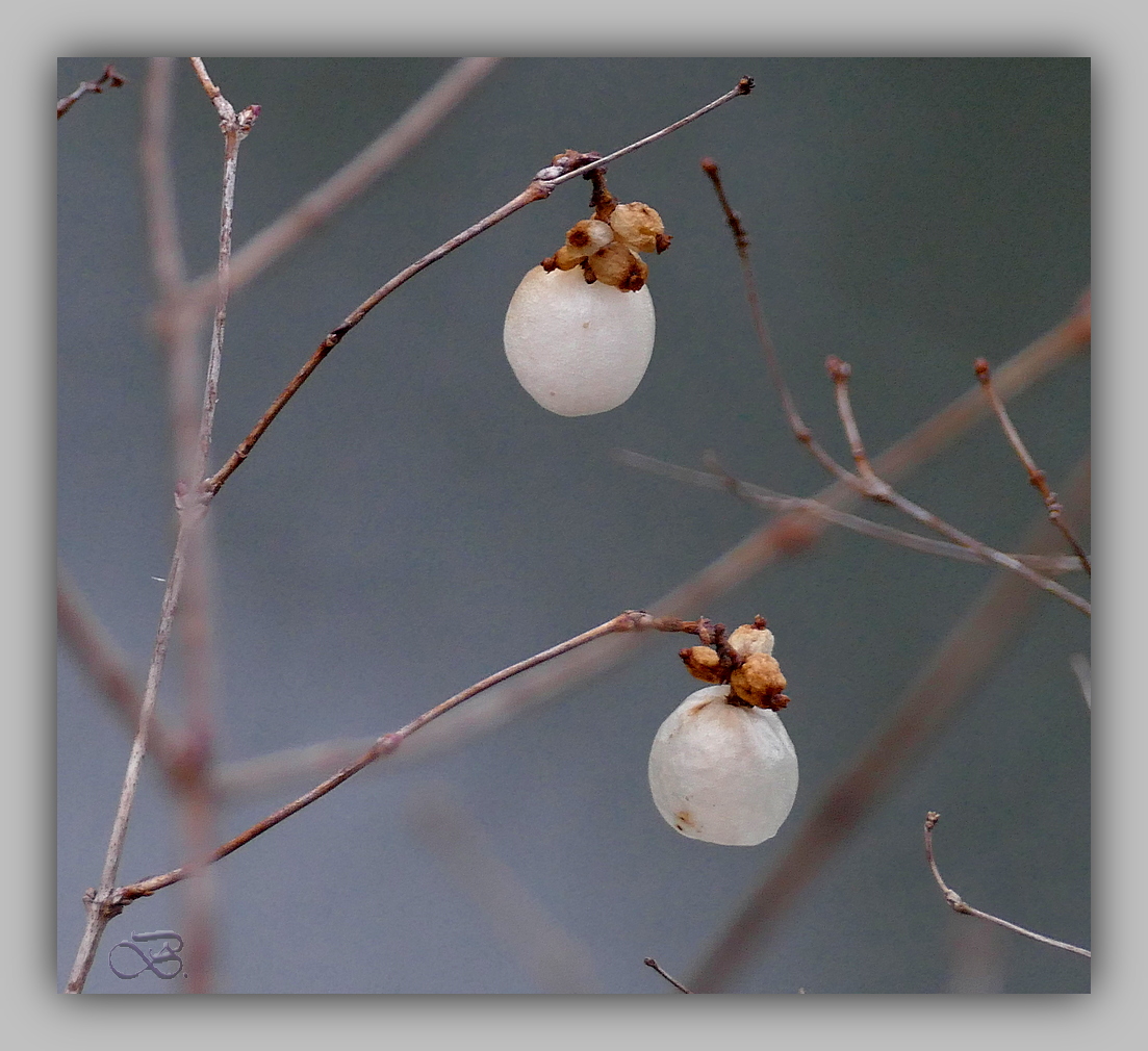 Die Schneebeere -  Knallerbsenstrauch  - Symphoricarpos albus var. laevigatus