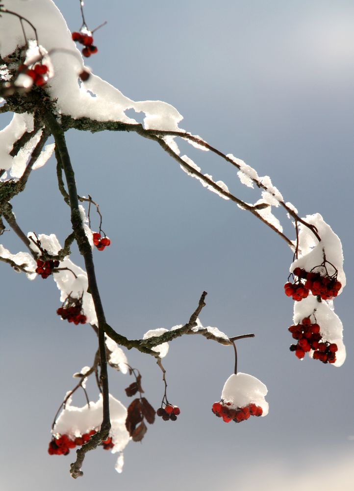 **Die Schneebeeren**