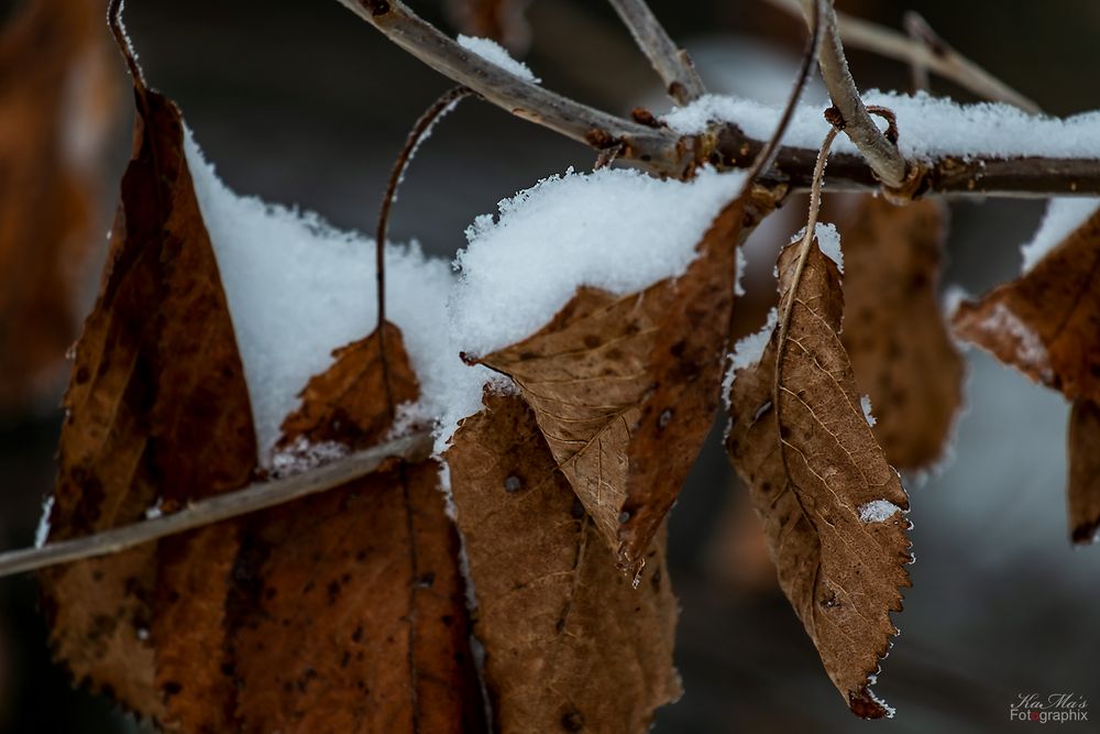 Die Schneeblätter