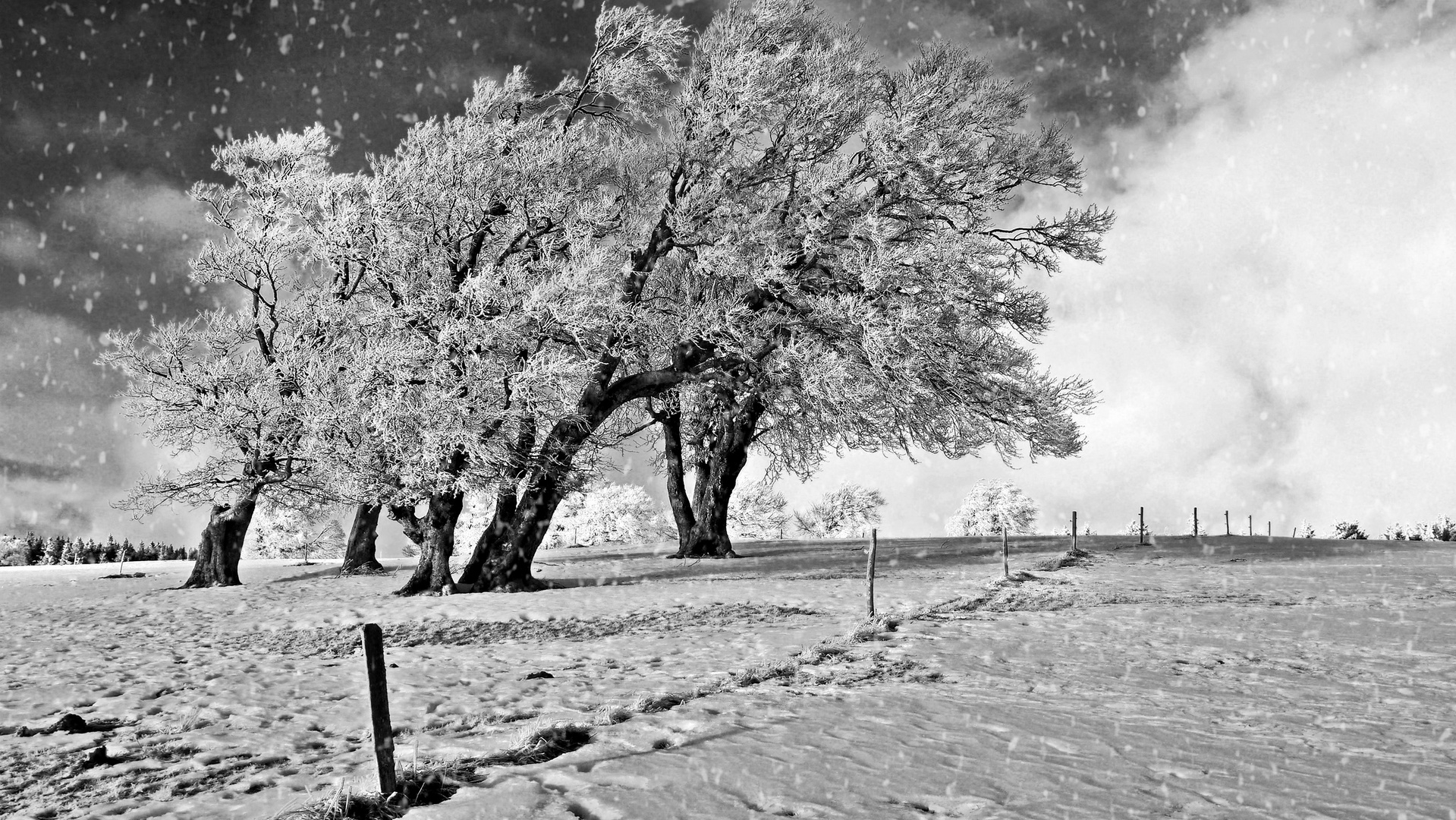 die Schneefallgrenze