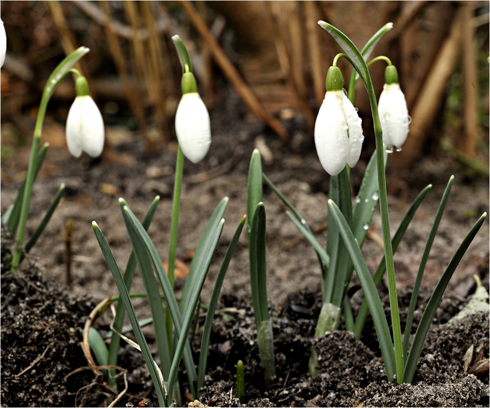 Die Schneeglöckchen blühen Foto & Bild pflanzen, pilze & flechten