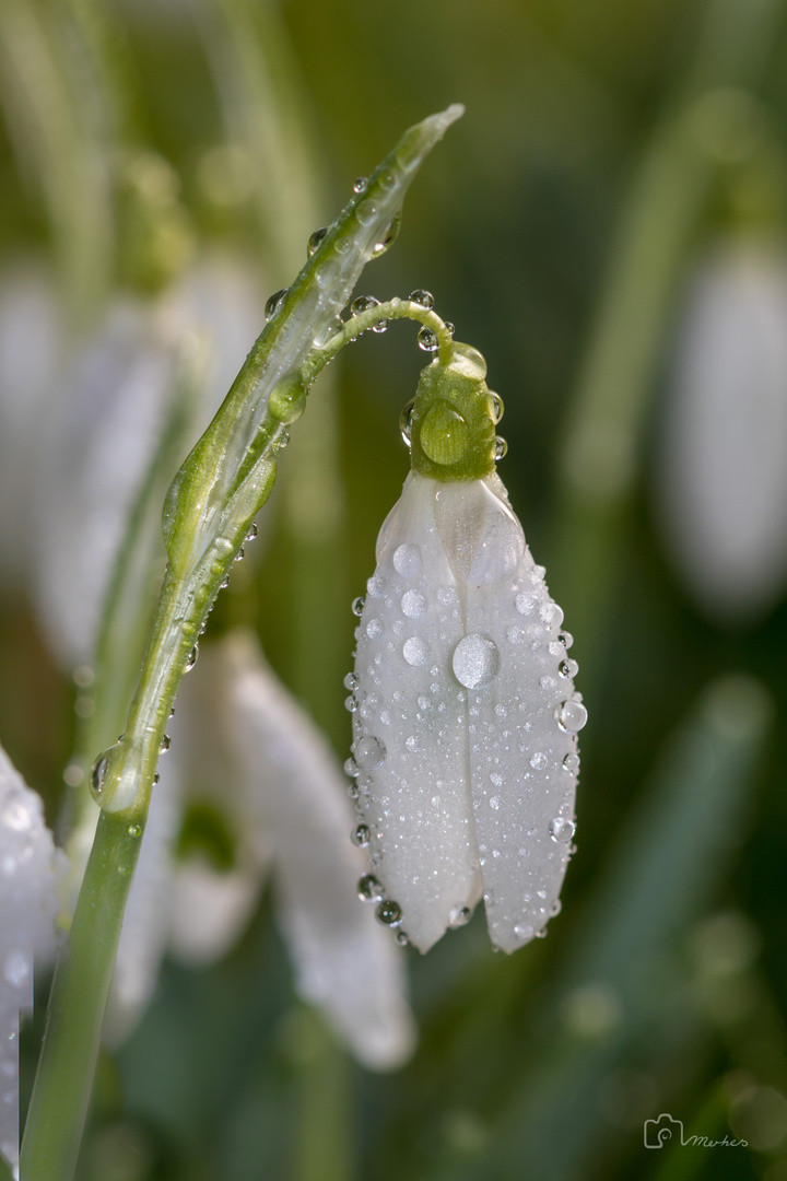 Die Schneeglöckchen,  ohne Furcht vor der grimmigsten Kälte...