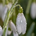 Die Schneeglöckchen,  ohne Furcht vor der grimmigsten Kälte...