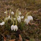 die Schneeglöckchen sind aufgegangen 13.2.19