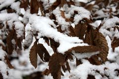 die Schneehaube trägt sich schön