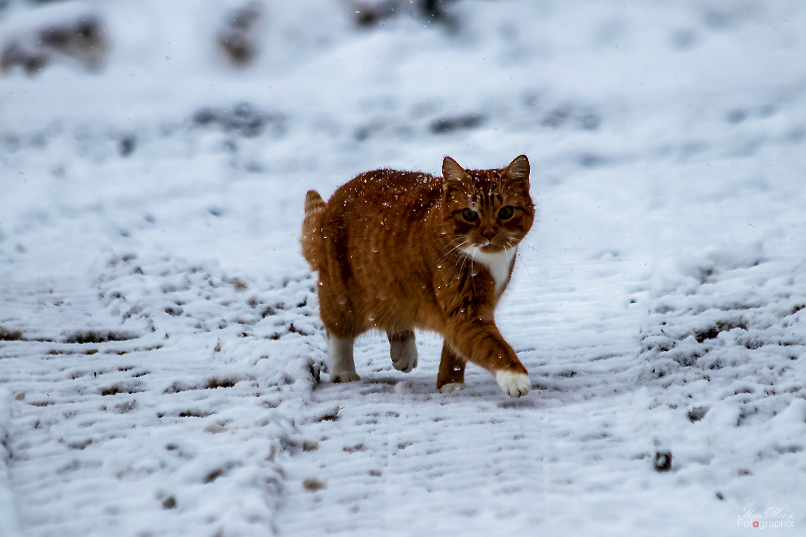 Die Schneekatze