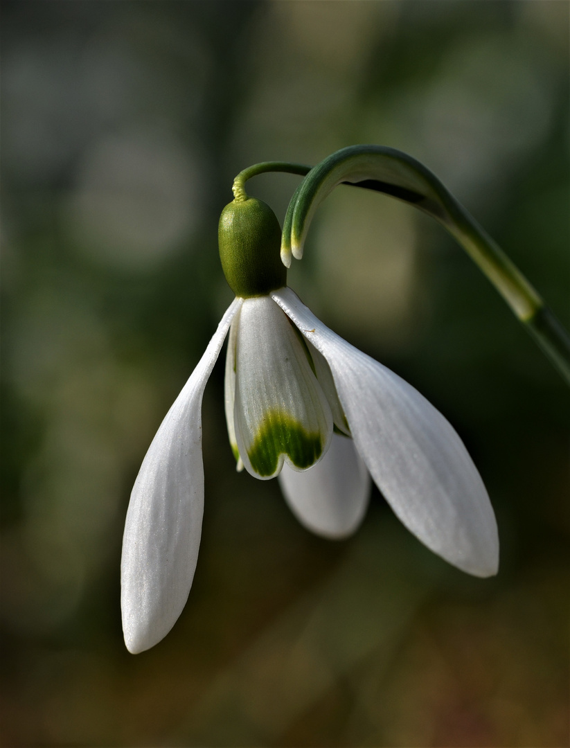 Die Schneeklöckchen waren durch die Trockenheit nicht sehr groß....