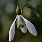 Die Schneeklöckchen waren durch die Trockenheit nicht sehr groß....