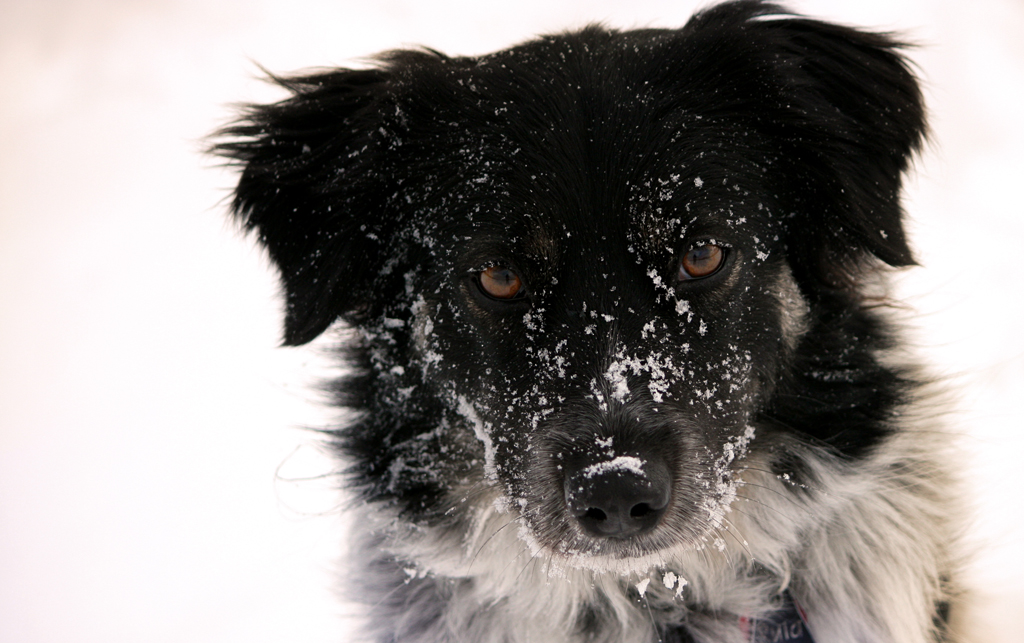 Die Schneekönigin