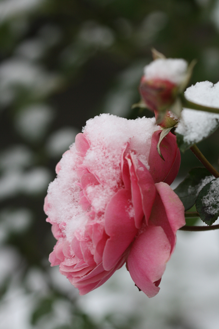 die Schneekönigin