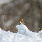 Die Schneekönigin...