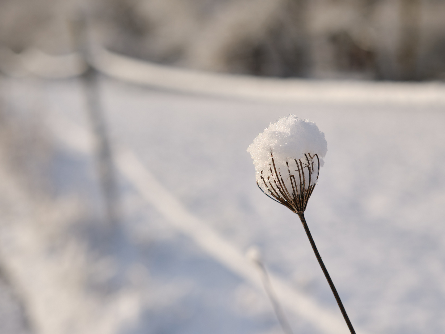 Die Schneekönigin