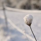 Die Schneekönigin