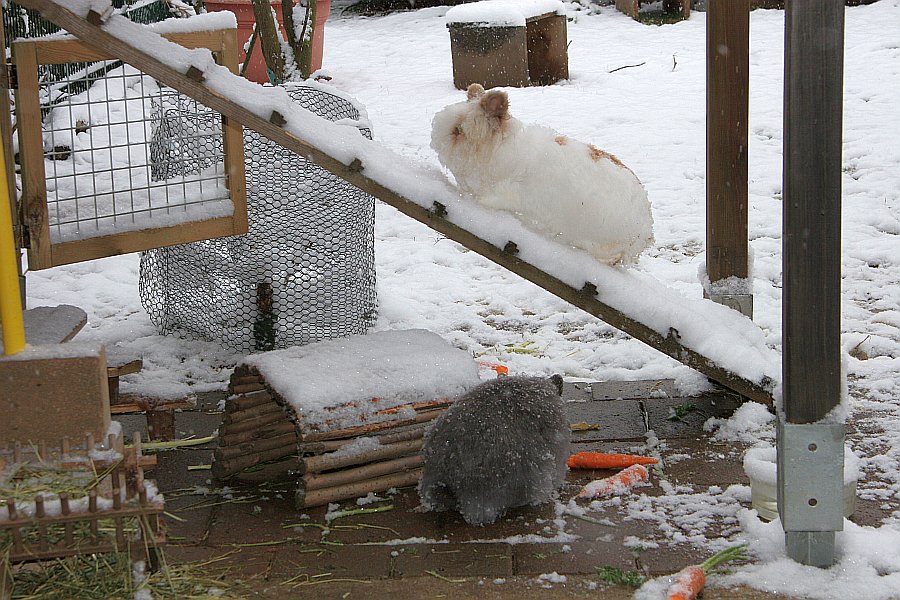 Die Schneeleiter