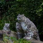 die Schneeleoparden-Familie vom Zoo Zürich