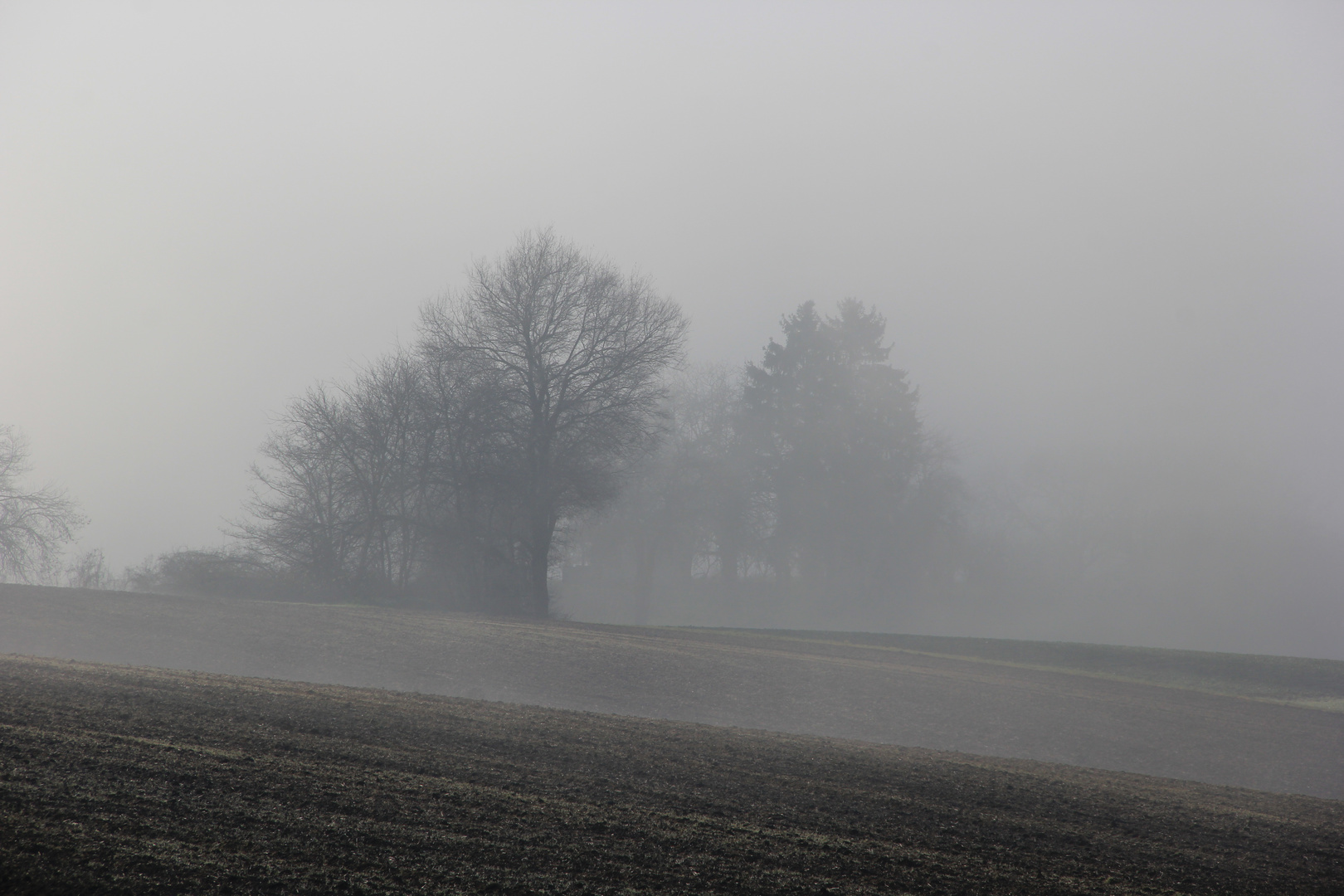 Die schneelose Seite des Januar