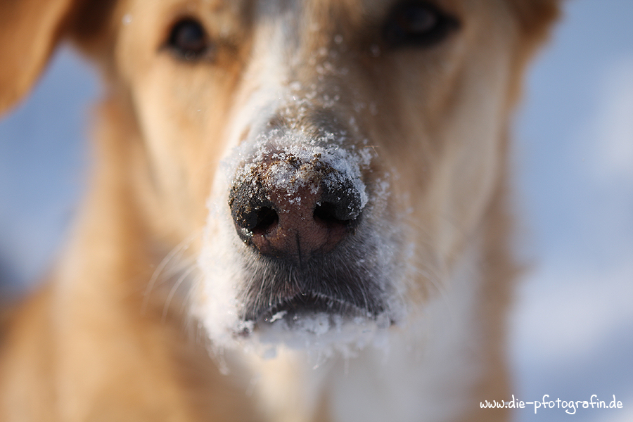 Die Schneenase..