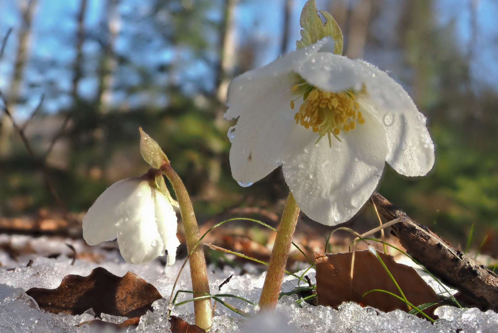 Die Schneerose...