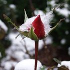 Die "Schneerose"