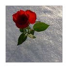 Die Schneerose