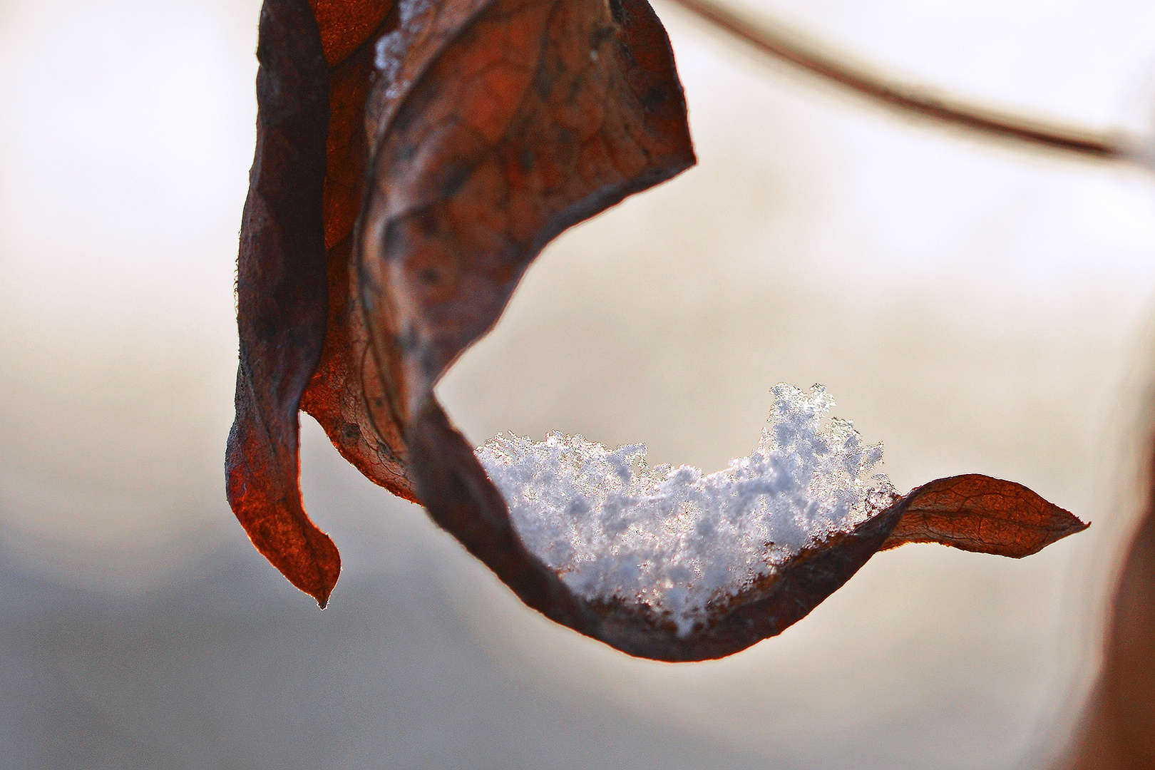 Die Schneeschaufel