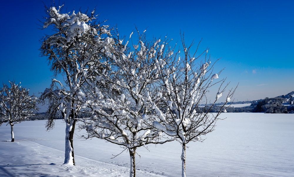 Die Schneewedel