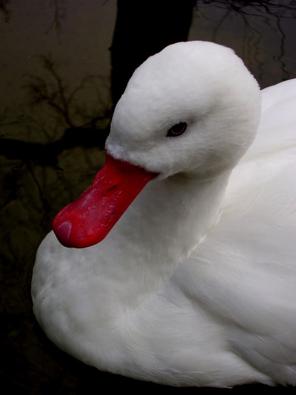 Die Schneewittchen - Ente