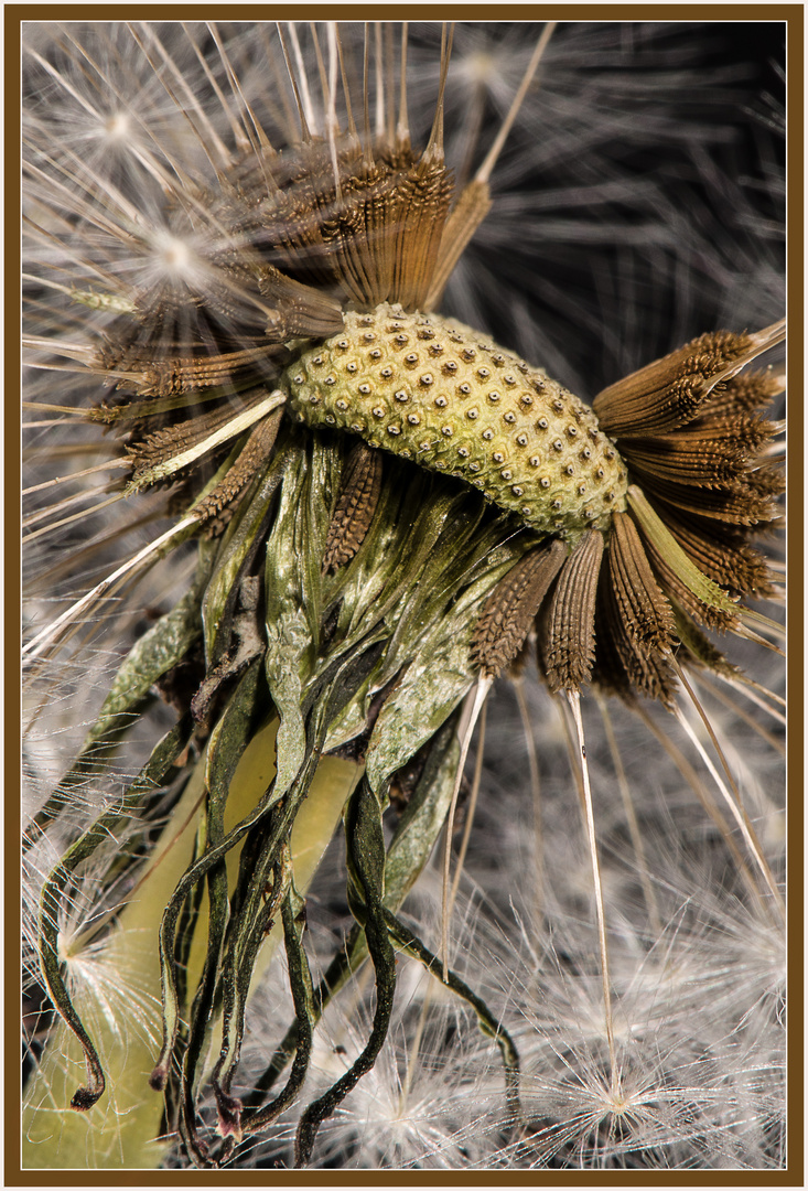 Die Schneise Foto & Bild frühling, natur, nahaufnahme Bilder auf