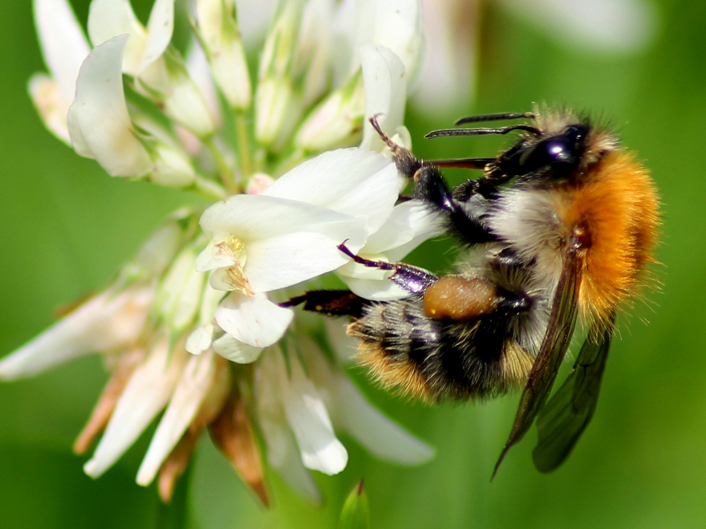 -Die schnelle & fleißige Hummel-